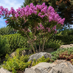 Myrta krepová (Lagerstroemia indica) ‘PETITE ORCHIDEE’ - výška 30-50 cm, kont. C2L